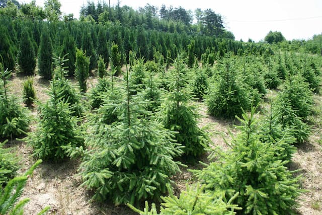 Foto Mile Radoičić