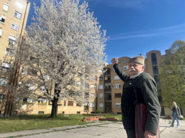 Mirko Travar zasadio divlju trešnju u Aveniji Lipa pre tri decenije, foto: 4N Studio