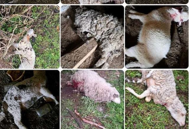 Foto: Privatna arhiva