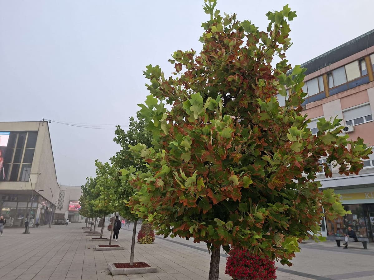 image-gallery-item