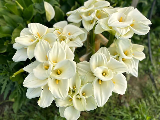 Kala, cvet elegancije i simbol čistote iz plastenika porodice Gligić, foto: 4N studio