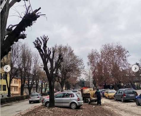 GLAS ZAPADNE SRBIJE - Počelo orezivanje drvoreda u Čačku