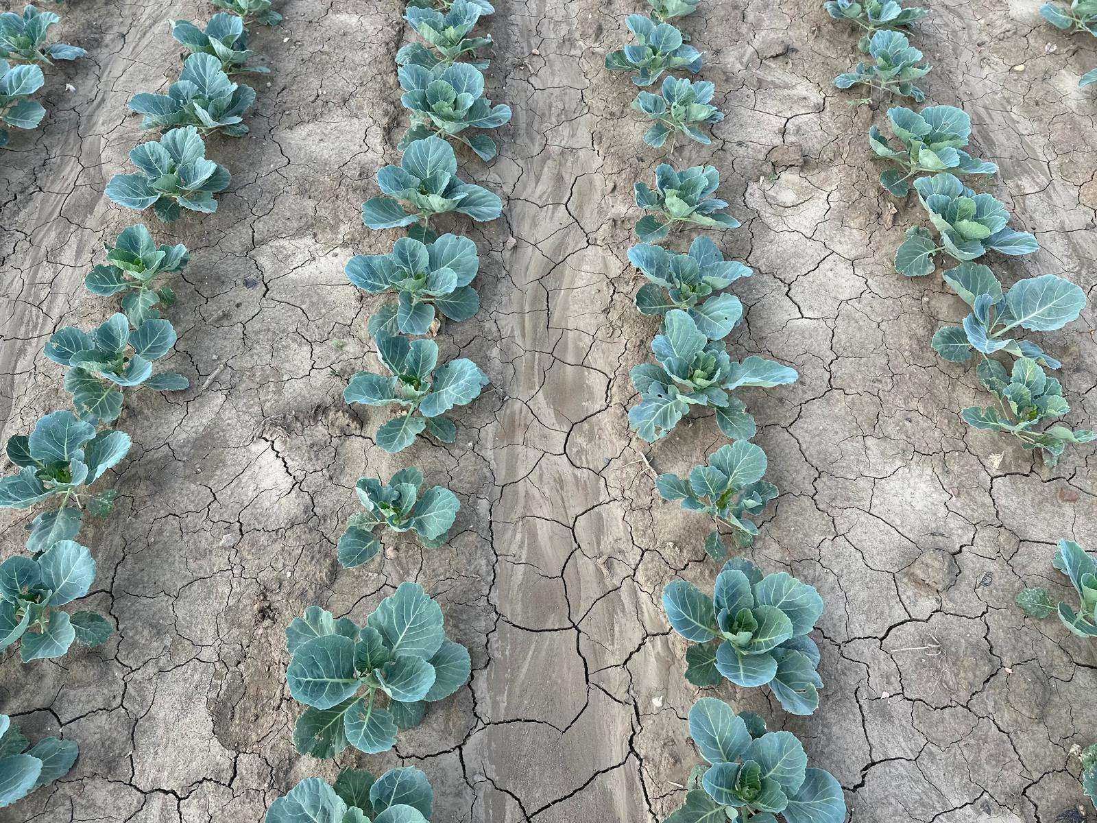 1755246987253